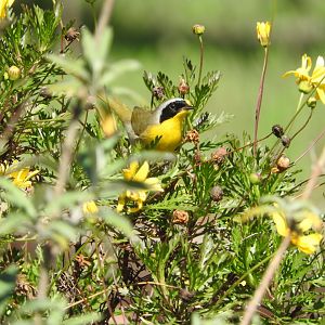 Common Yellowthroat