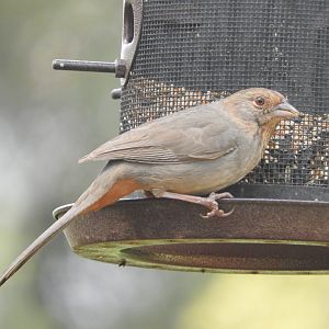 California Towhee