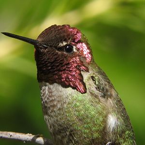 Anna's Hummingbird unclose