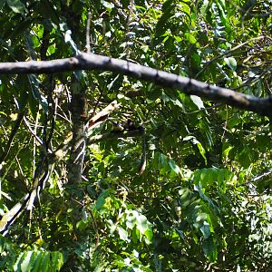 Black Giant Squirrel