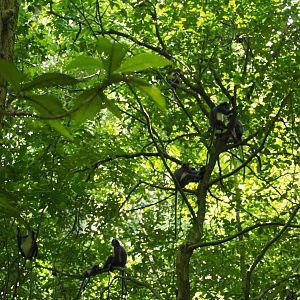 Thomas's Leaf Monkey Troop