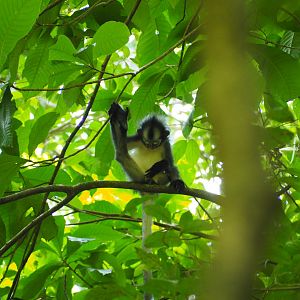 Thomas's Leaf Monkey