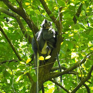 Thomas's Leaf Monkeys