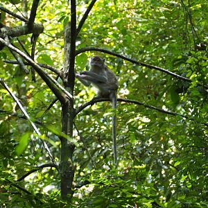 Long-tailed Macaque