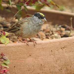 Golden-crowned Sparrow