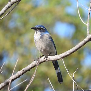 California Scrub-Jay