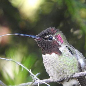 Cheeky Anna's Hummingbird