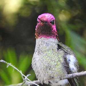 Anna's Hummingbird