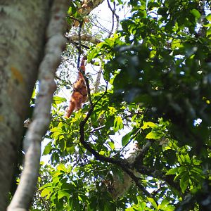 Sumatran Orangutans