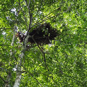 Sumatran Orangutans Nest