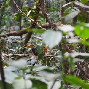 Rufous-collared Kingfisher