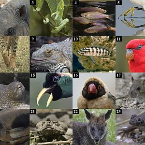 Corona Virus April Fool Puzzle