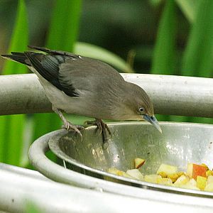 Juvenile White-shouldered starling