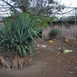 Patagonian cavy exhibit
