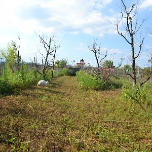 Red-necked wallaby enclosure
