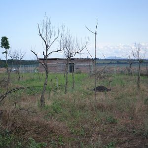 Ostrich enclosure