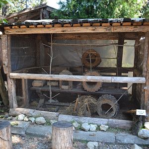 Domestic rabbit exhibit