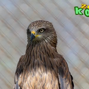 black kite (Milvus migrans)