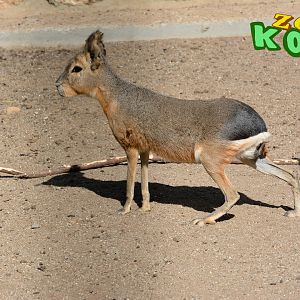 Patagonian mara (Dolichotis patagonum)