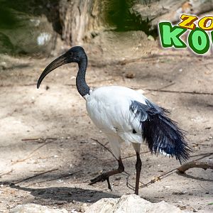 African sacred ibis (Threskiornis aethiopicus)