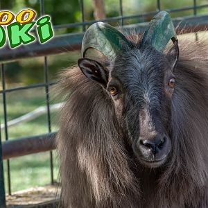 Himalayan tahr (Hemitragus jemlahicus)