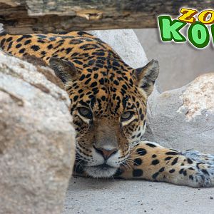 Jaguar (Panthera onca)