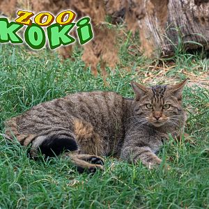 European wildcat (Felis silvestris silvestris)