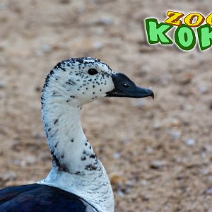 African Comb Duck (Sarkidiornis melanotos)