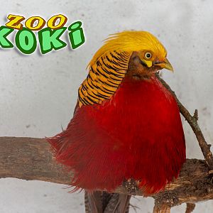 Golden pheasant (Chrysolophus pictus)