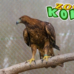 Iberian golden eagle (Aquila chrysaetos homeyeri)