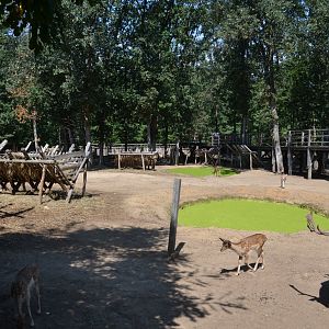 Fallow deer exhibit