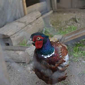 White-winged ring-necked pheasant