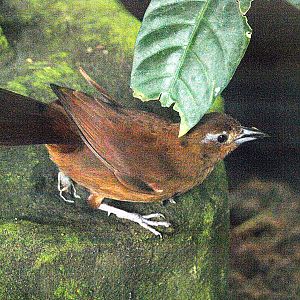 Hen White-lined tanager