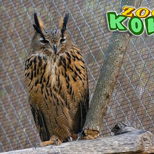 Eurasian eagle-owl (Bubo bubo)