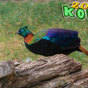 Himayalan Monal (Lophophorus impejanus)