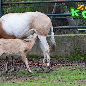 scimitar oryx or scimitar-horned oryx (Oryx dammah)