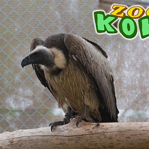 White-backed Vulture (Gyps africanus)