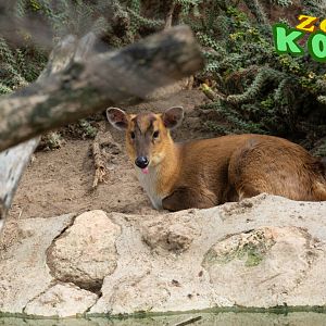 Reeves's muntjac (Muntiacus reevesi)