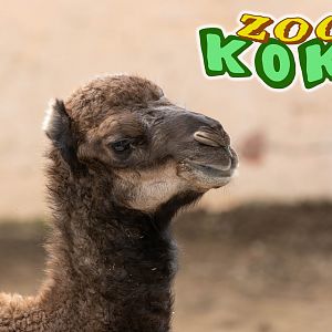 Dromedary (Camelus dromerarius)