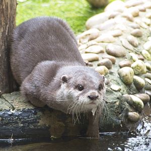 Otter not sure species but probably Asian short clawed.