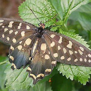 Paul & Lynsey's Zoo Tour #96 Naturospace Honfleur - YouTube