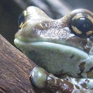 Amazon Milk Frog