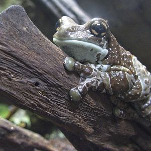 Amazon Milk Frog