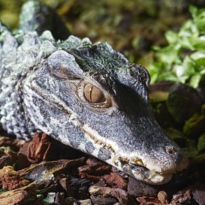 Cuviers Dwarf Caiman
