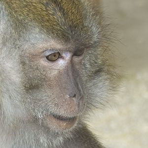 Crab Eating Macaque