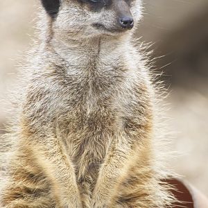 Meerkat