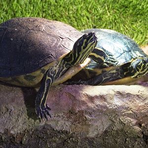 Florida Red Bellied Turtles