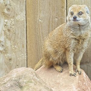Yellow Mongoose