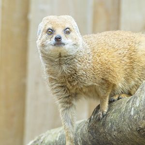 Yellow Mongoose