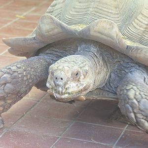 Sulcata Tortoise or African Spurred Tortoise